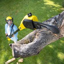 Reliable Richmond Heights, FL Tree Care  Solutions